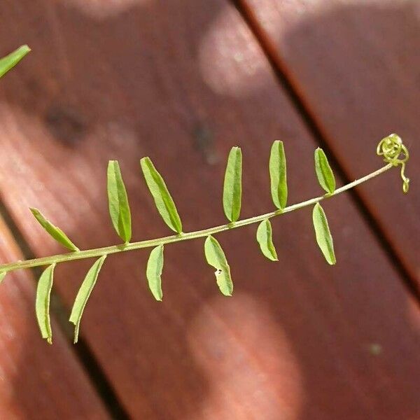 Vicia disperma 叶
