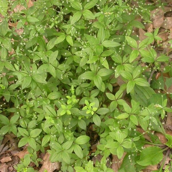 Galium circaezans عادت