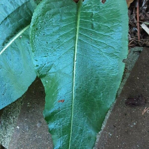 Rumex patientia Φύλλο