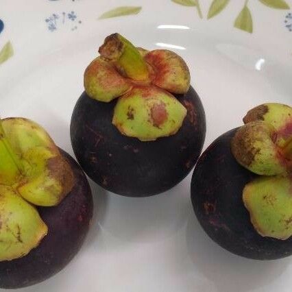 Garcinia mangostana Frucht