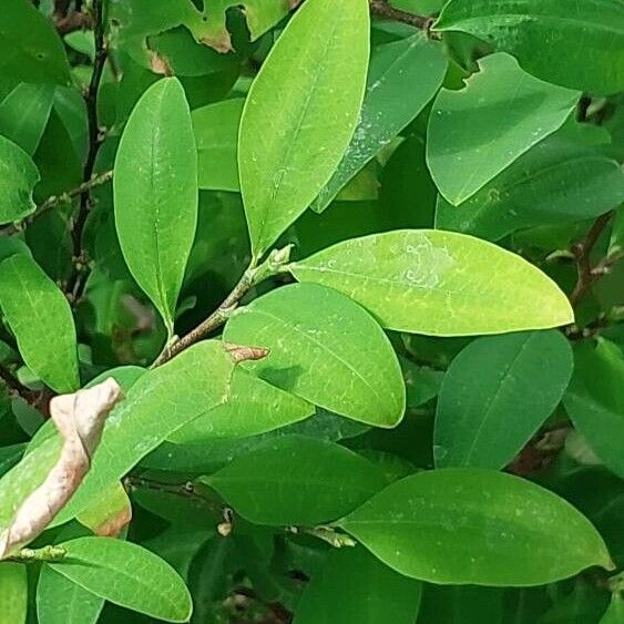 Erythroxylum coca Folio