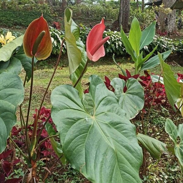 Anthurium faustomirandae ഇല