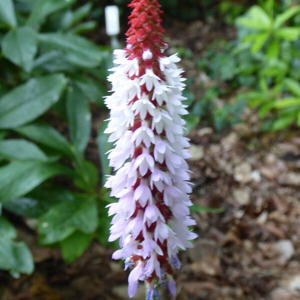 Primula vialii Virág