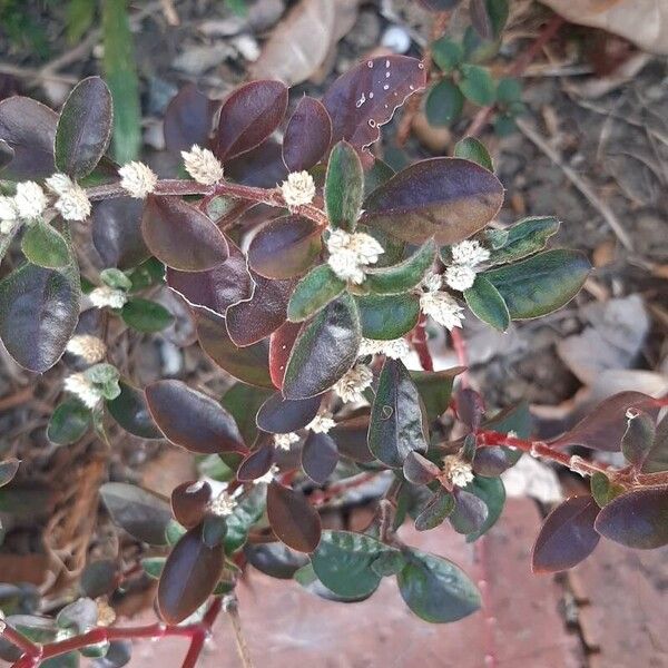 Alternanthera sessilis Leaf