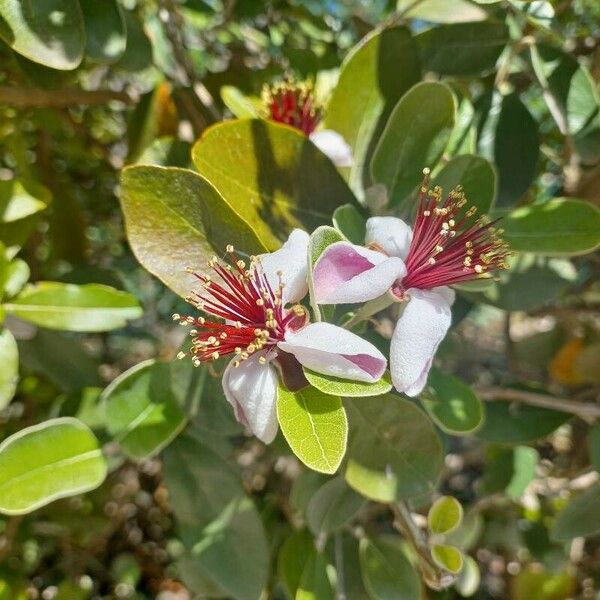 Acca sellowiana Flower