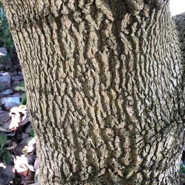 Fraxinus americana Kůra