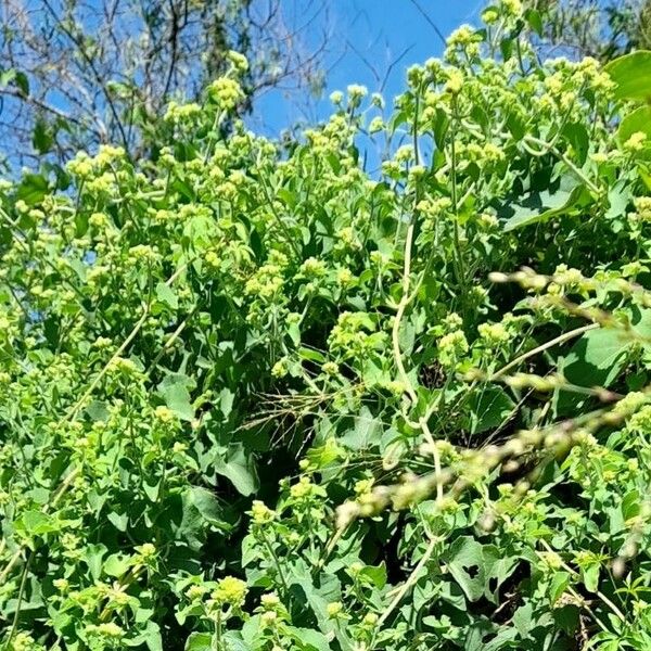 Mikania cordifolia Alkat (teljes növény)