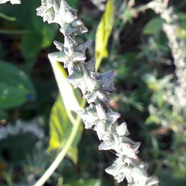 Atriplex prostrata Vili