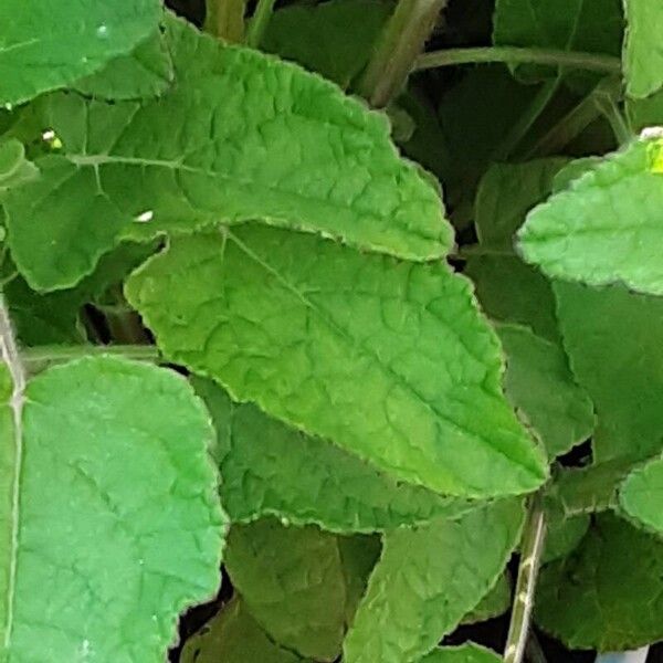 Salvia patens Leaf