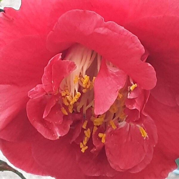 Camellia sasanqua Blomst
