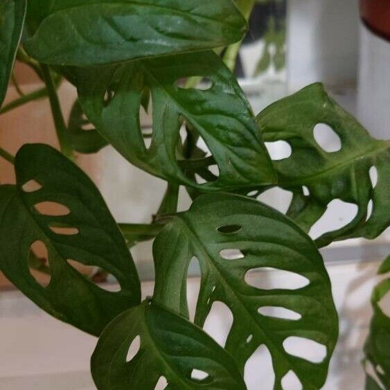 Monstera adansonii Lehti