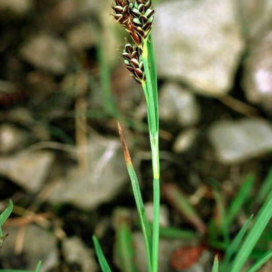 Carex bicolor 形态