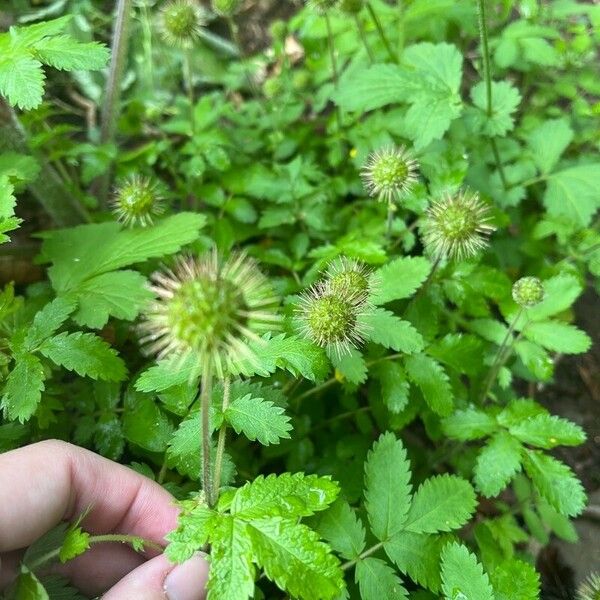 Acaena ovalifolia Fleur