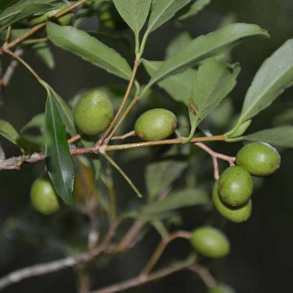 Elaeodendron xylocarpum Плод