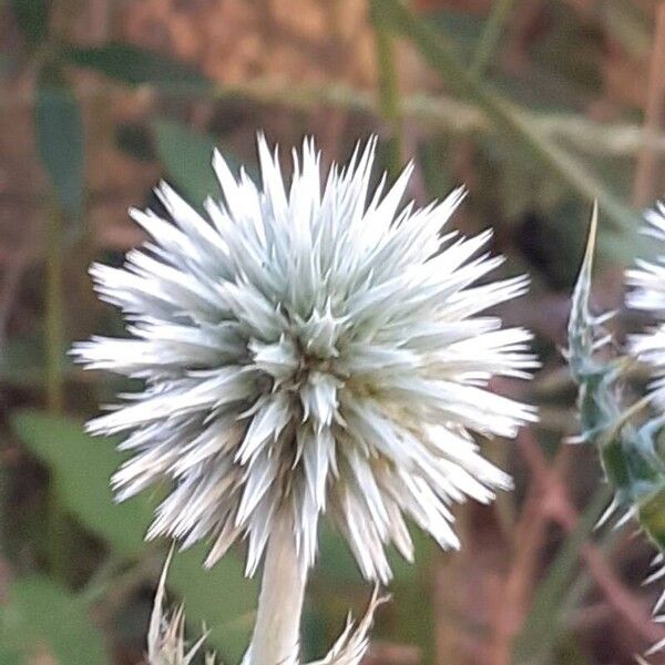 Echinops ritro Flor