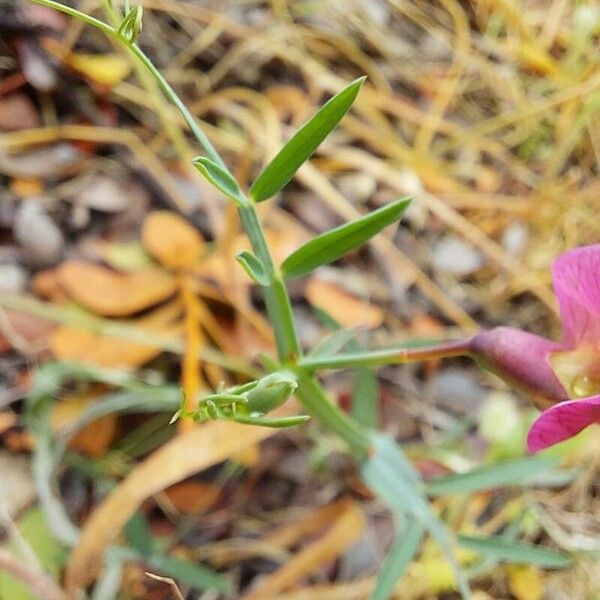 Lathyrus clymenum Lapas