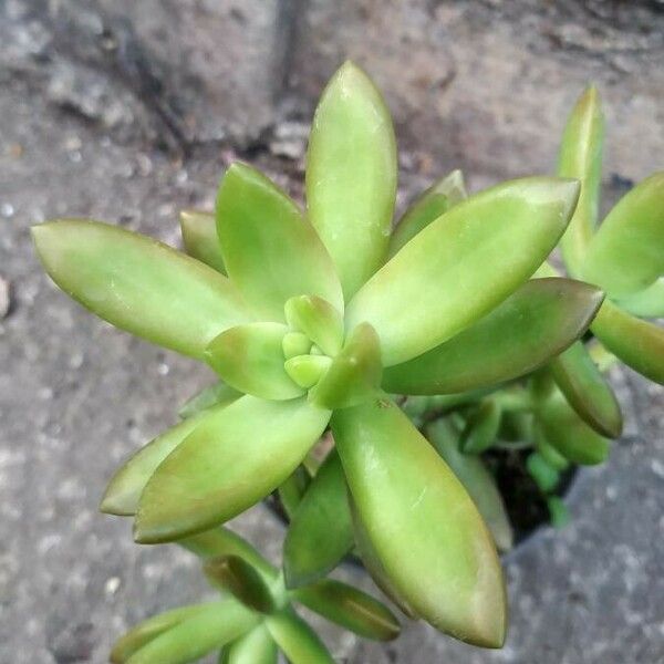 Sedum nussbaumerianum Лист