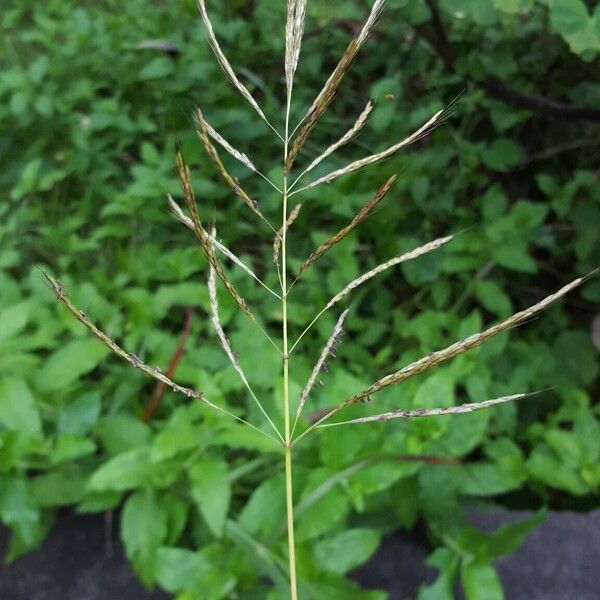 Bothriochloa bladhii 花