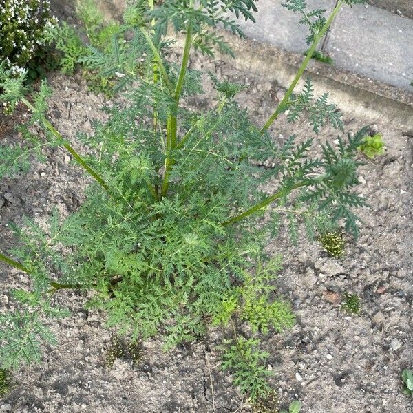 Descurainia pinnata Blatt