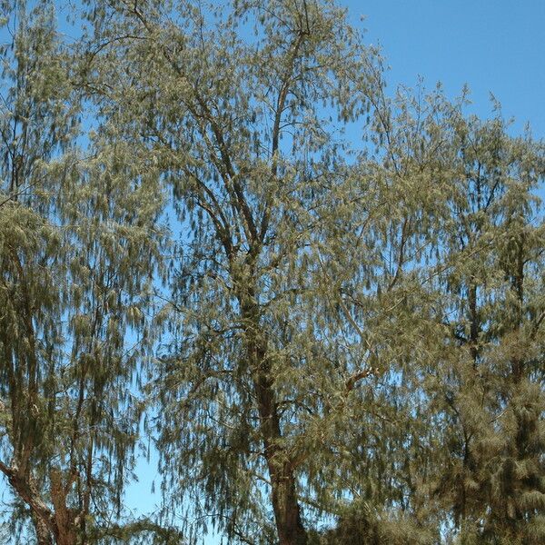 Casuarina equisetifolia Habitat