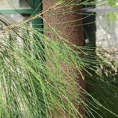 Casuarina glauca Folha