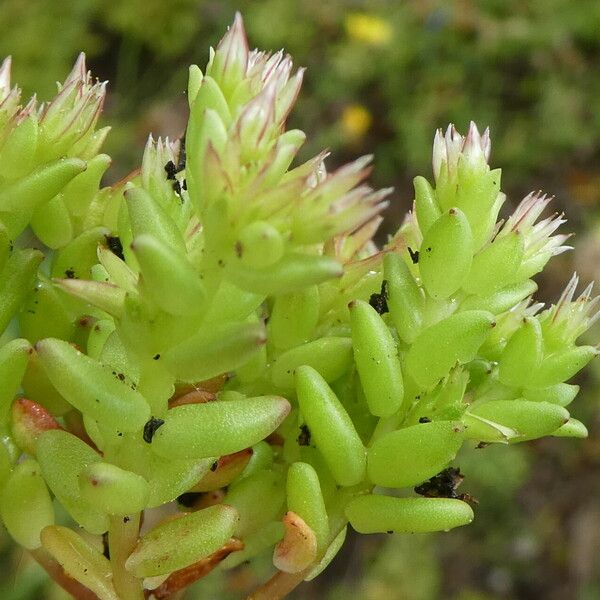 Sedum cespitosum Ŝelo