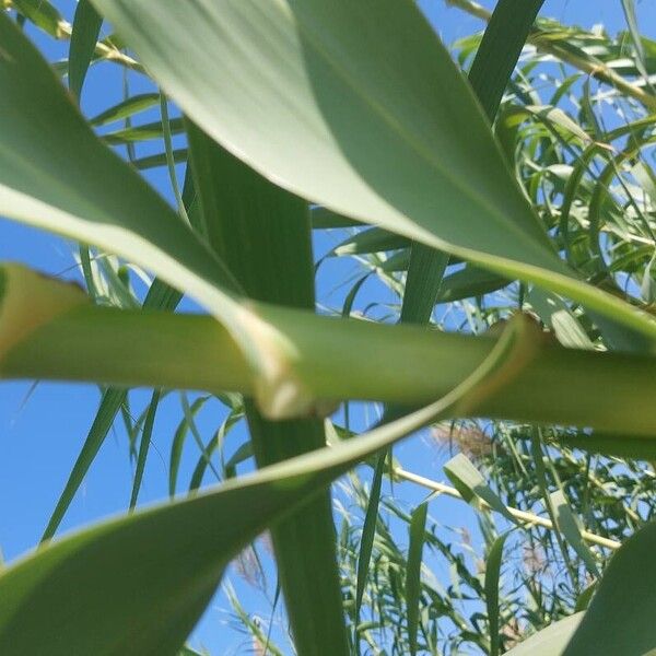 Arundo donax 樹皮