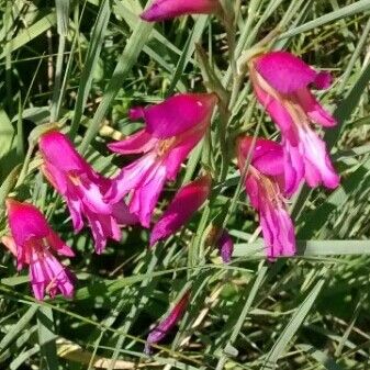 Gladiolus italicus പുഷ്പം