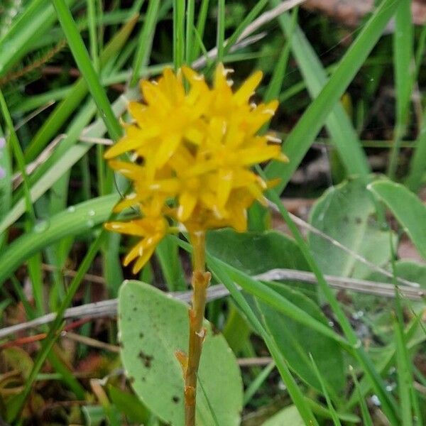 Narthecium ossifragum Flower