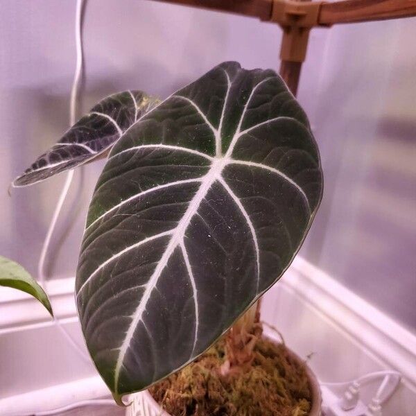 Alocasia reginula Лист