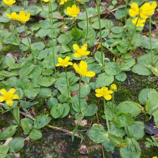 Ranunculus bullatus Sonstige