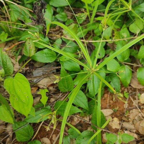 Cyperus laxus Cvet