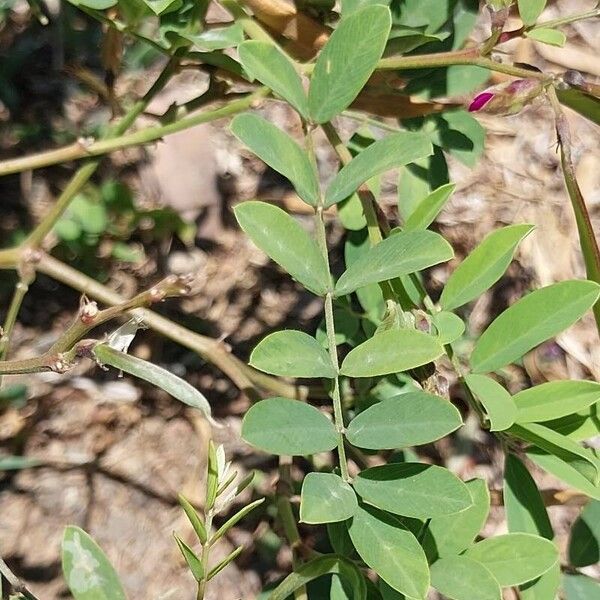 Tephrosia purpurea Folio