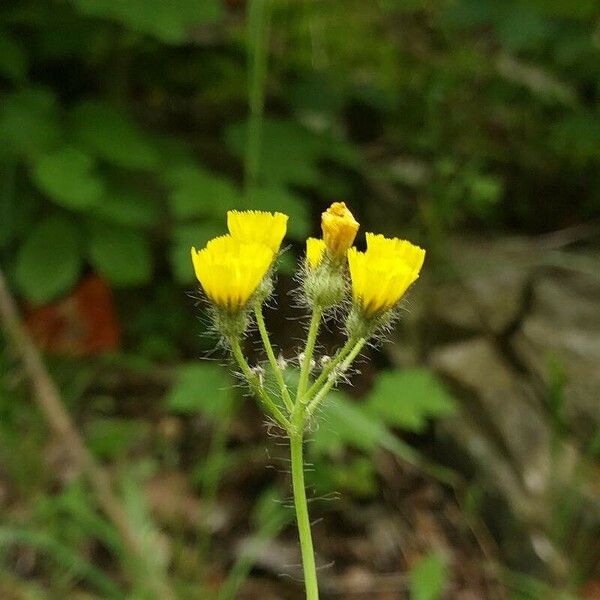 Pilosella piloselloides Flower