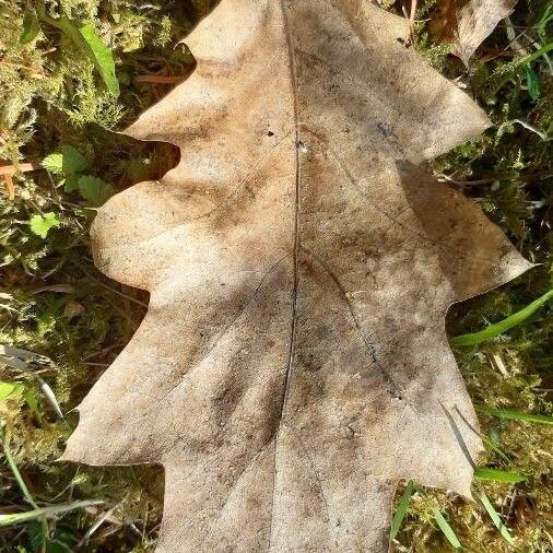 Quercus rubra Levél