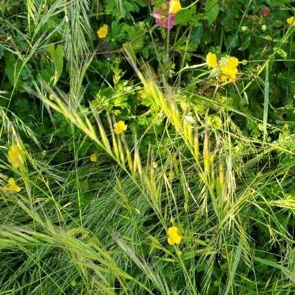 Festuca bromoides Frutto