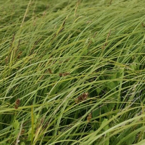 Carex vulpina Leaf