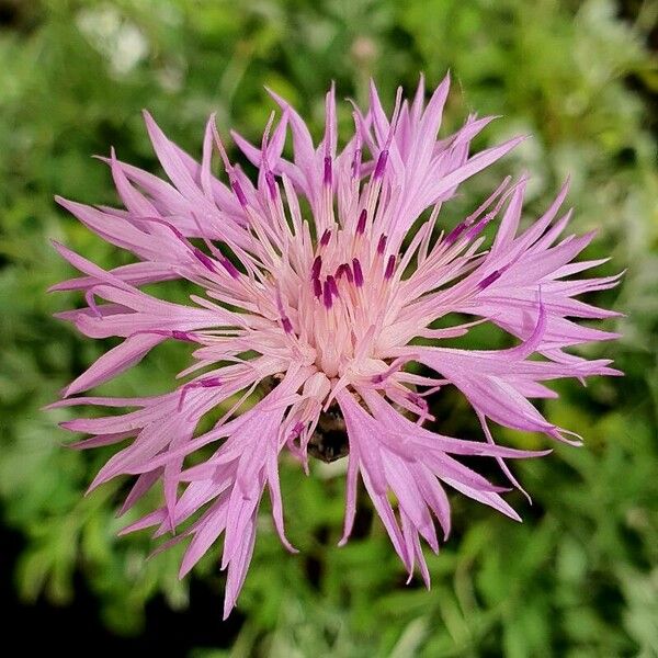 Centaurea napifolia 花