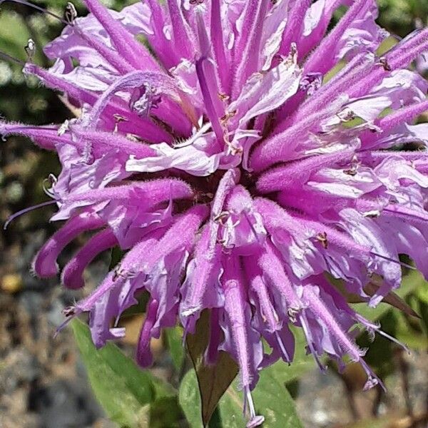 Monarda fistulosa 花