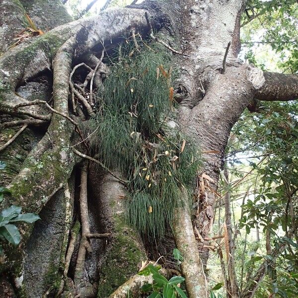 Psilotum nudum 整株植物