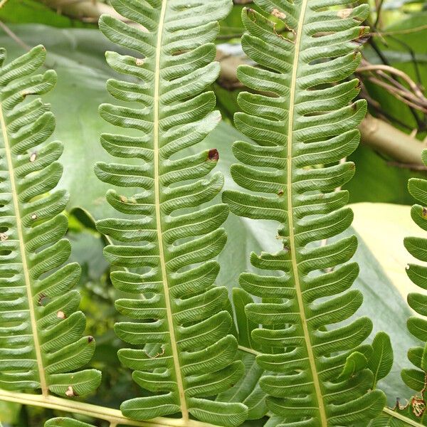 Thelypteris interrupta Folio