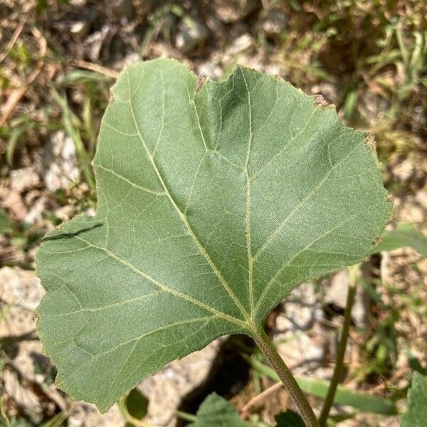 Xanthium strumarium Feuille