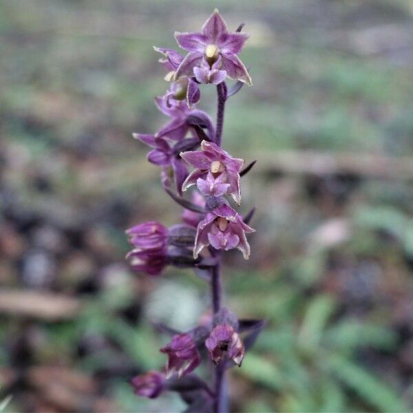 Epipactis atrorubens Flor