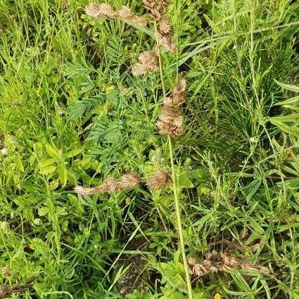 Eragrostis superba Plod