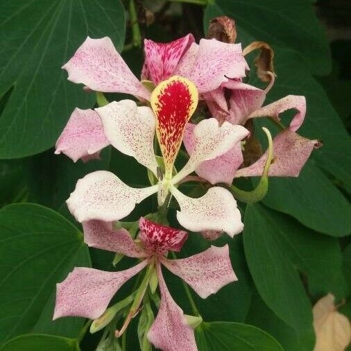 Bauhinia monandra Blüte