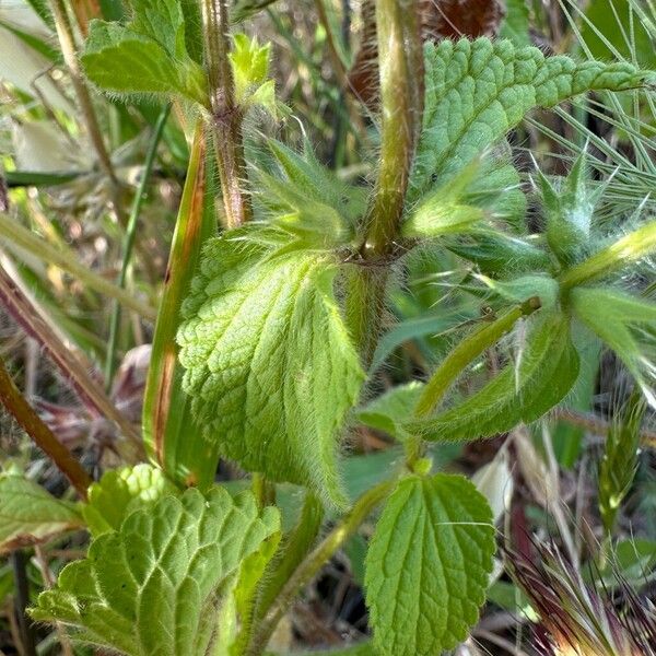 Stachys ocymastrum Frunză