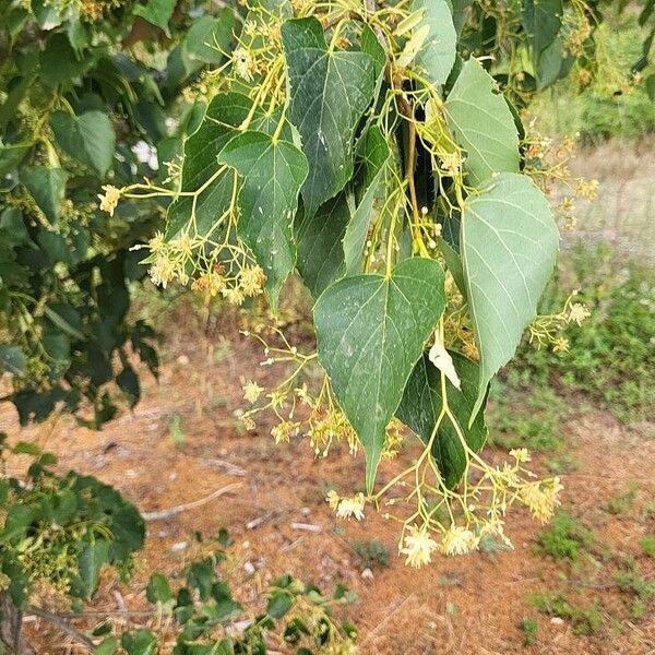 Tilia japonica Levél