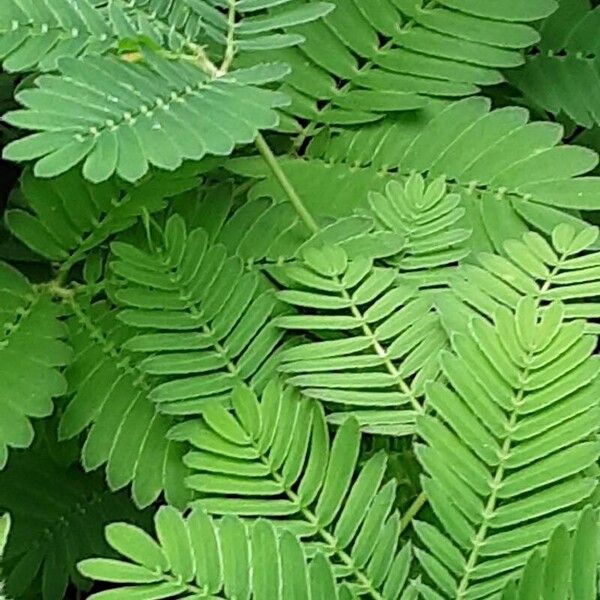 Mimosa pudica পাতা