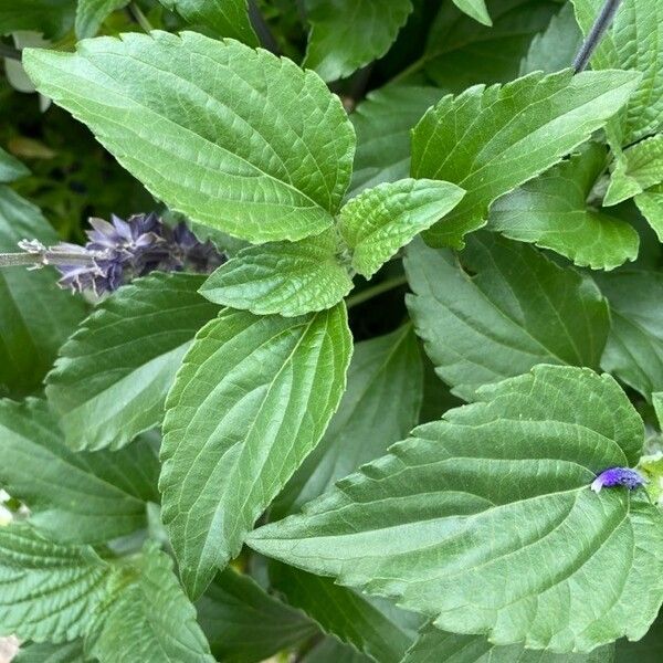 Salvia farinacea Hoja