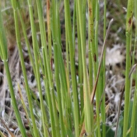 Poa pratensis Schors